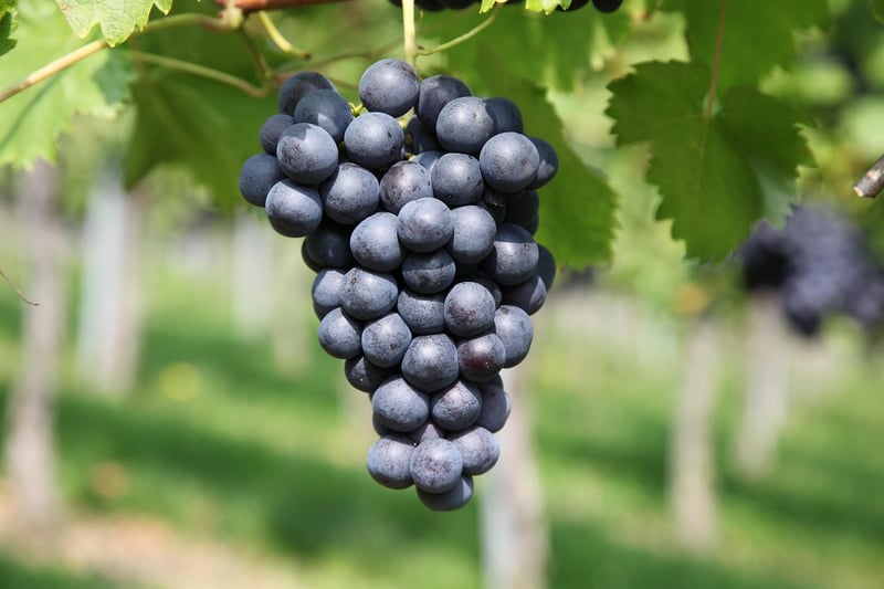 Vineyard